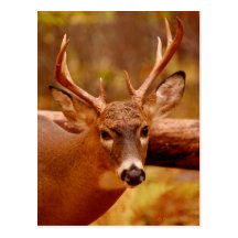 Pensive Mule Deer Buck Postcards