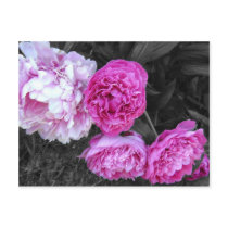 Peonies Bush Postcard