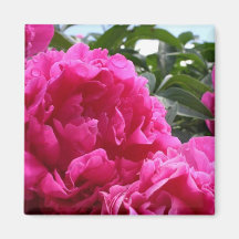Peonies Magnets