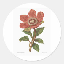 Peony, Antique Victorian Botanical Image Stickers