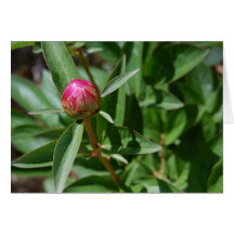 Peony Bud Greeting Card