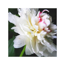 PEONY STRETCHED CANVAS PRINTS