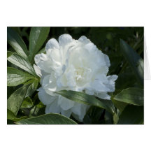 Peony Card