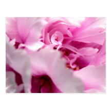 Peony Flowers Postcard
