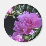 Peony Fridge Magnets
