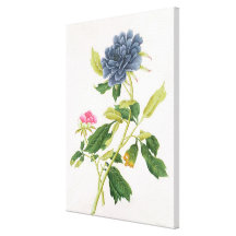 Peony Gallery Wrap Canvas