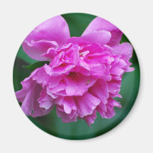 Peony Magnet