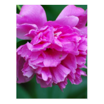 Peony Postcard