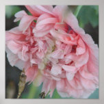 Peony Print