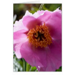Peony Rose Card