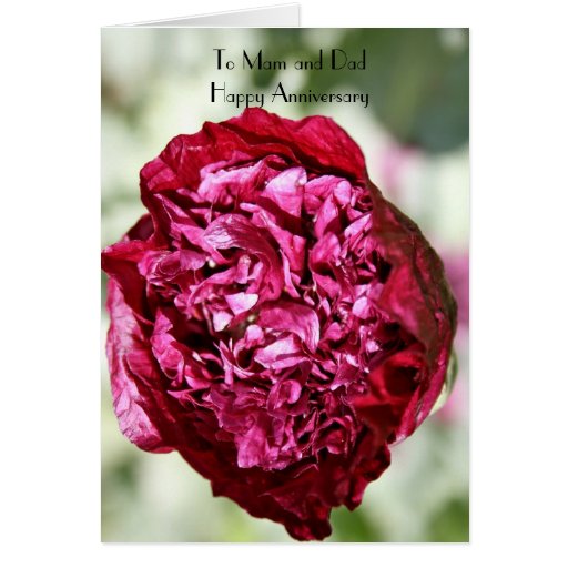 Peony Rose Happy Anniversary to Mam and Dad Card