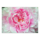Peony 'Sarah Bernhardt' Card