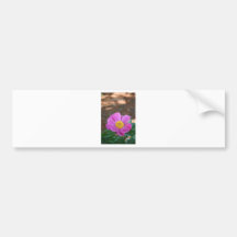 Peony - Take Time to Stop and Smell Bumper Stickers