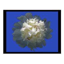 peonybeauty postcard