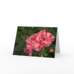 peppermint geraniums note cards