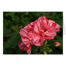 peppermint geraniums note cards