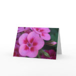 Peppermint Pink Geranium