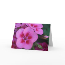 Peppermint Pink Geranium