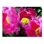 Pepper's Magenta Peony Garden Postcard