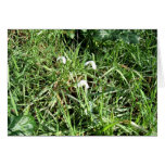Perce-Neige Card