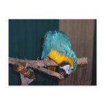 Perch Chewing Macaw Post Card