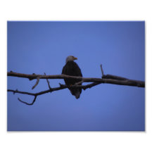 Perched Eagle Photo Print