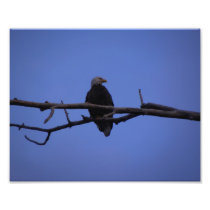 Perched Eagle