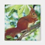 Perched Red Squirrel Refrigerator Magnet