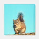 Perched Squirrel Magnets