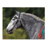 Percheron draught   horse mare postcard