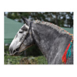 Percheron draught   horse mare postcard