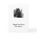 Percheron Thunder In Harness Thank You Cards