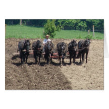 Percherons at Work Card