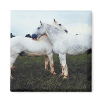 Percherons Grooming Each Other
