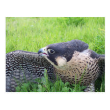 Peregine Falcon in Grass Post Card