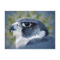 Peregrine-airbrush Post Cards