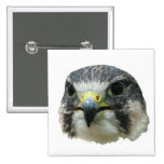 Peregrine Falcon buttons