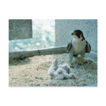 Peregrine Falcon Chicks, Female Post Cards