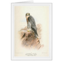 Peregrine Falcon Greeting Cards