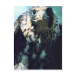 Peregrine Falcon, juvenile Post Cards