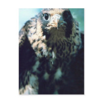 Peregrine Falcon, juvenile Post Cards
