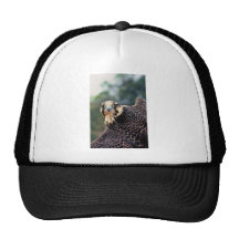 Peregrine Falcon Mesh Hat