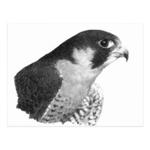 Peregrine Falcon-Pencil Post Card
