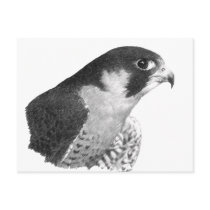 Peregrine Falcon-Pencil Post Card
