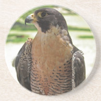 Peregrine Falcon photo coaster coasters