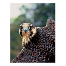 Peregrine Falcon Post Card
