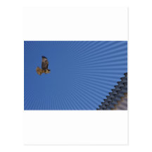 Peregrine Falcon Post Card