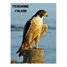 Peregrine Falcon Postard Post Card