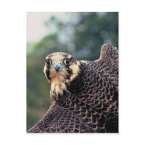 Peregrine Falcon Post Card