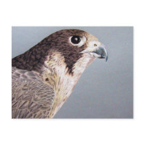 Peregrine Falcon